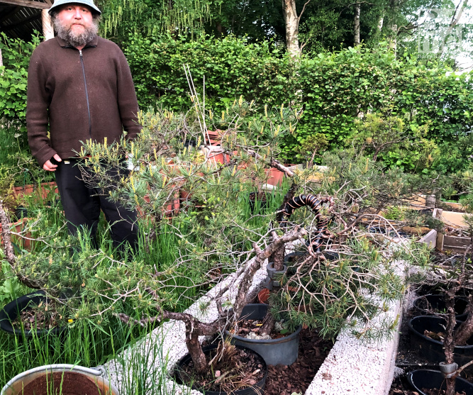 Spruce pine bonsai